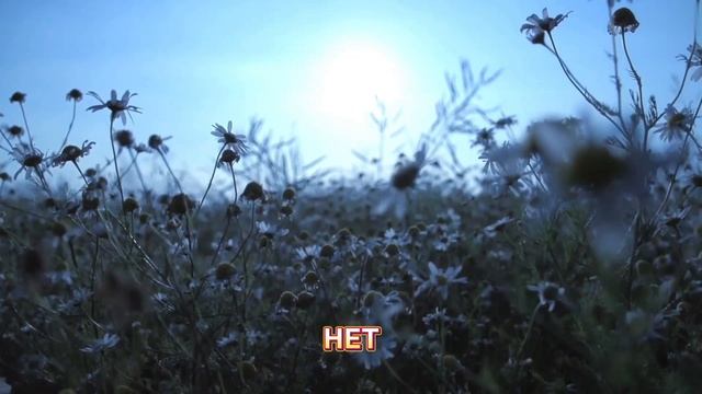 Интересные факты о цветах(Цветов,о которых речь идет на видео,в этом видео нет).