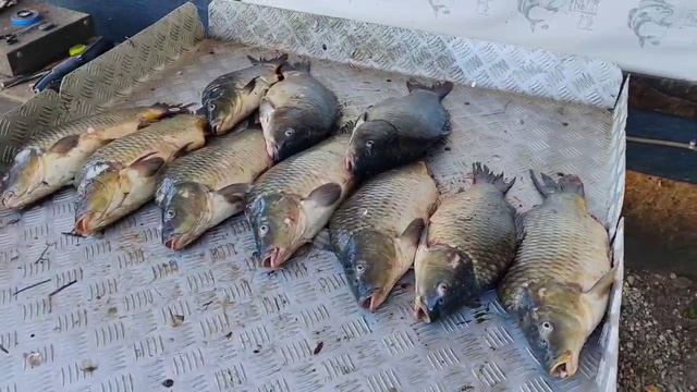 итоговый улов карпа на большом водоëме