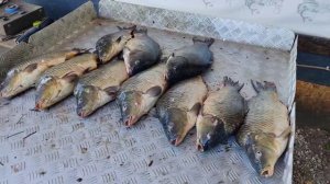 итоговый улов карпа на большом водоëме
