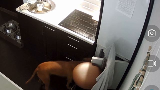 rutube.ru