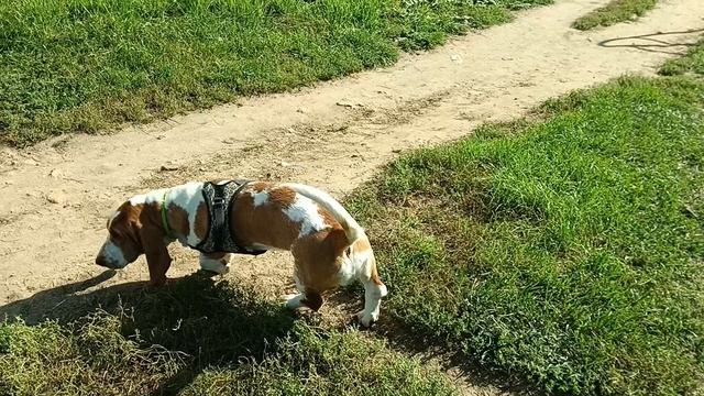 Бассет: ГУЛЯТЬ так ГУЛЯТЬ 💃!
