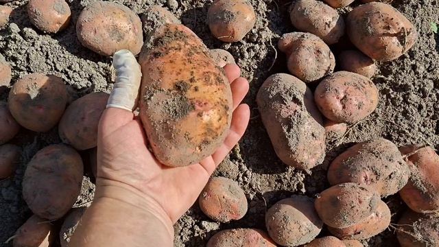 Жизнь на даче. Началась уборка картофеля.