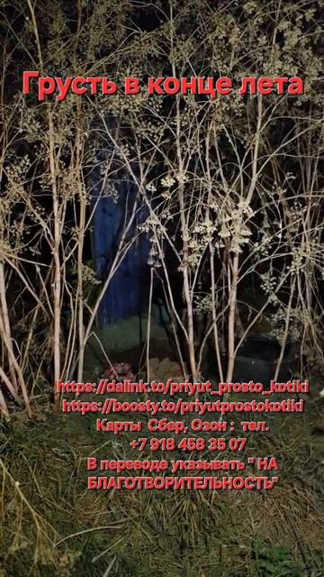 Грусть в конце лета