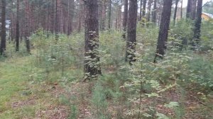 прогулка в уральский лес. за грибами.