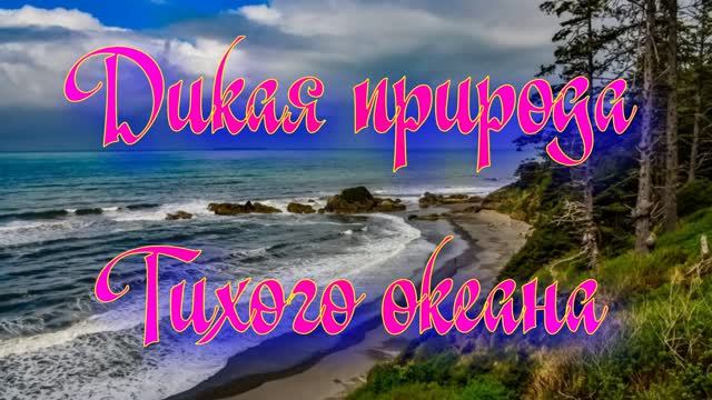 Дикая природа Тихого океана