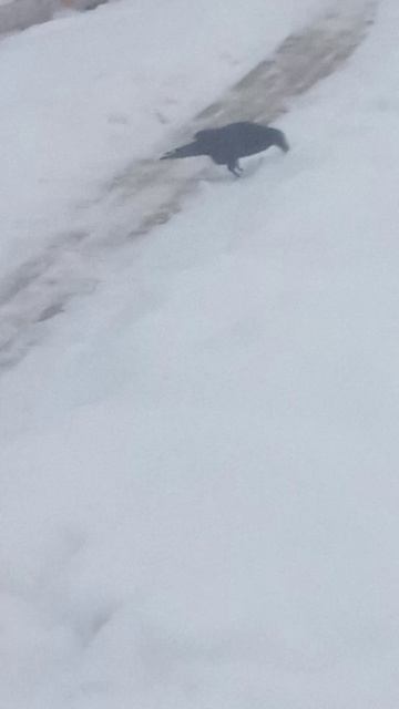ВОРОНА ЖРЕТ СНЕГ