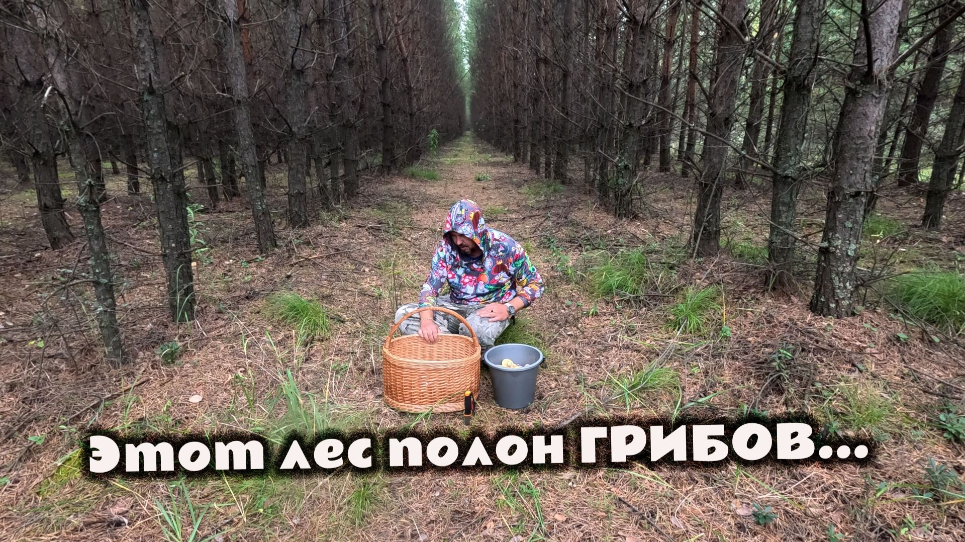 Тишина. Шаги. Хруст. И 3 вида грибов, ради которых стоило встать в 6 утра. Рыжики, маслята и грузди.