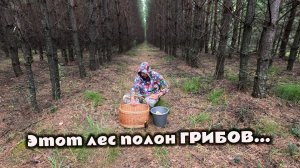 Тишина. Шаги. Хруст. И 3 вида грибов, ради которых стоило встать в 6 утра. Рыжики, маслята и грузди.