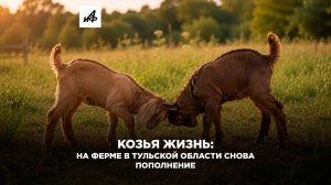 Козья жизнь: на ферме в Тульской области снова пополнение
