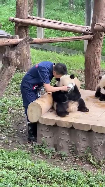 Какая умная панда! Она думает, что смотритель ее не видит, закрывая ей лицо чем-то.