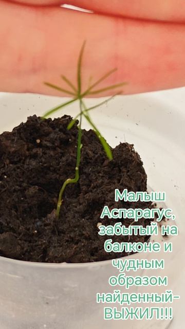 Малыш Аспарагус#аспарагус#комнатныецветы