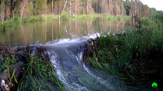 Сказовские бобры.26 июля 2026г бобровая плотина возле пещеры Ледяной Сказ.