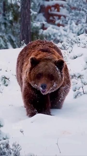 Канадские гризли
