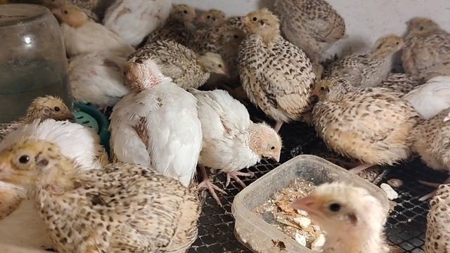 Наши малыши
