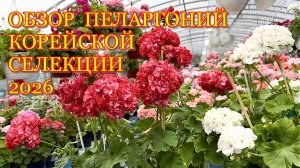 Обзор пеларгоний КОРЕЙСКОЙ селекции 2026.