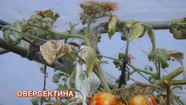 Паутинный клещ на томатах.Как с ним бороться?