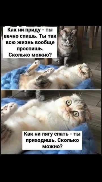 Сколько можно ? . Юмор