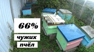 Масштабы миграции пчёл.