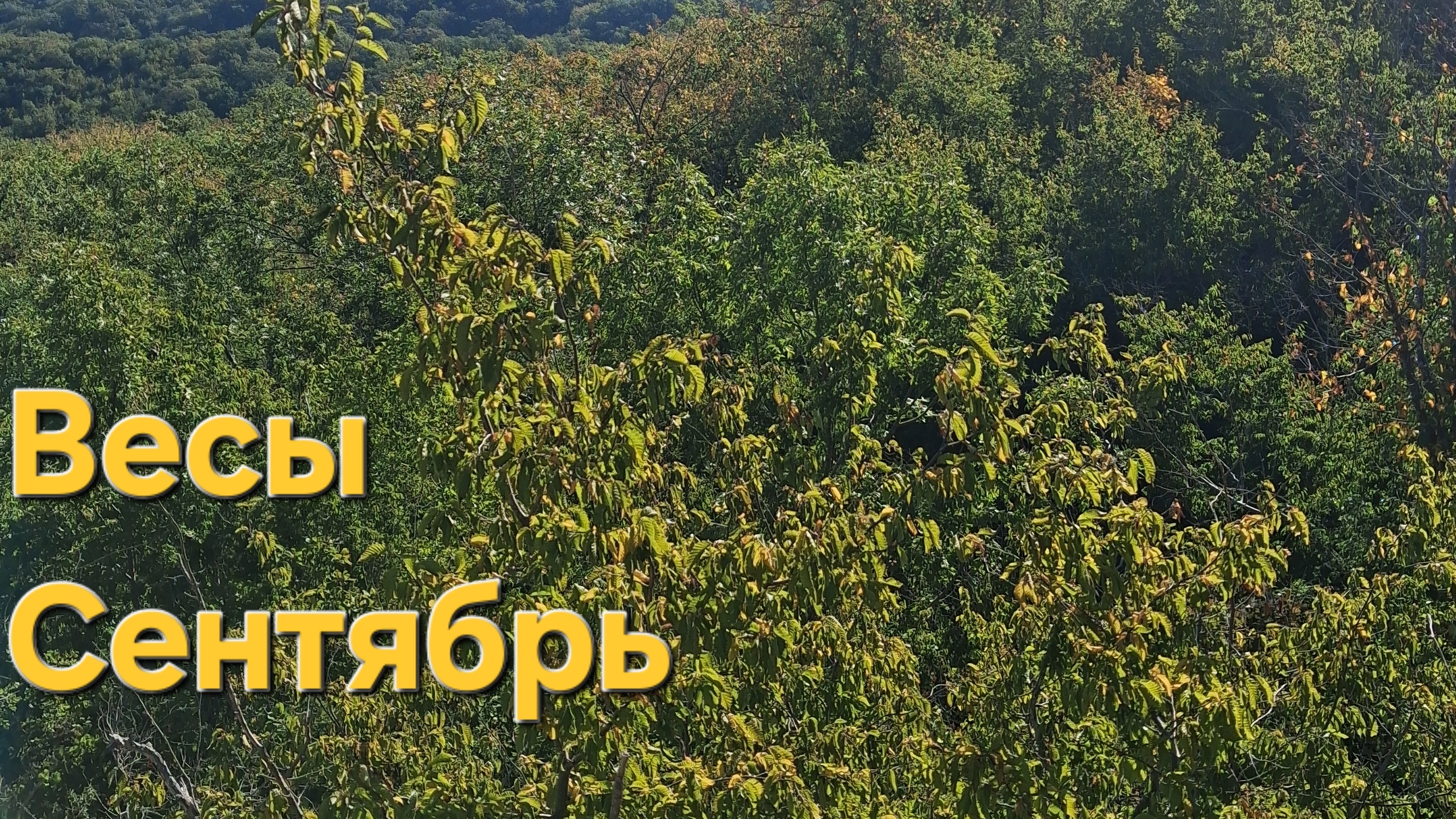 Весы ♎️ Таро прогноз на Сентябрь #весы