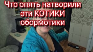 Что опять натворили эти КОТИКИ обормотики