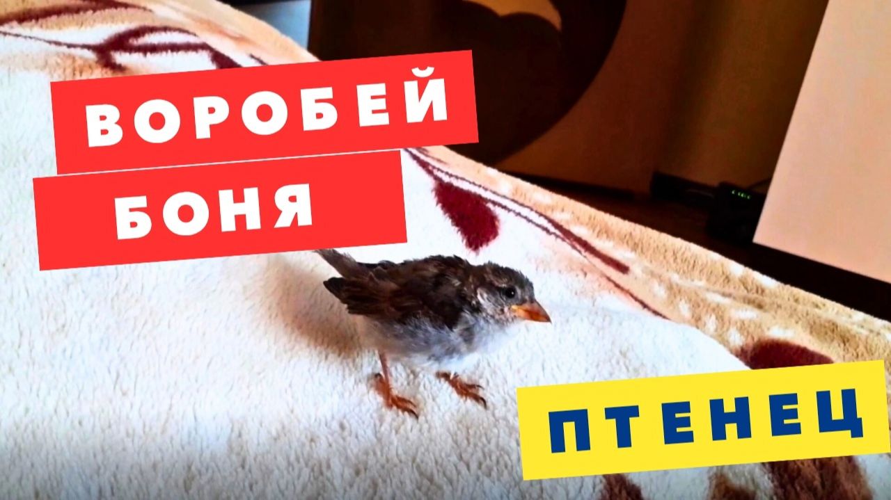 Птенец воробья любит мягкие пледы. Домашний ручной воробей.