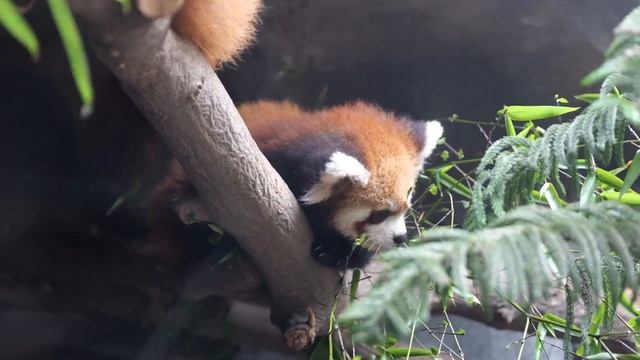 Близнецы начали есть.