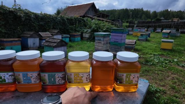 Какой мёд мы получили в 2026 году, пасека Старчевских, Сибирь