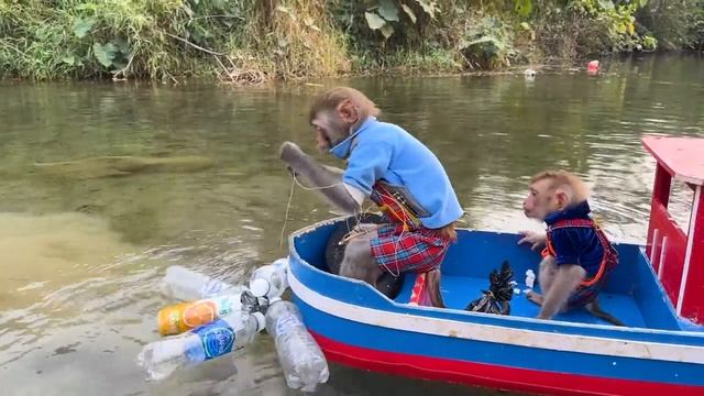 обезьянки поймали огромного краба