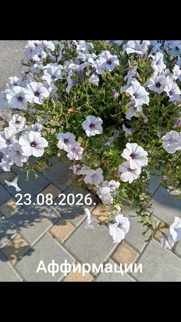 Девиз дня!✨🌈💫23.08.2026. Учимся доверять жизни и интуиции... #мысли #слова #разум #душа #чувства