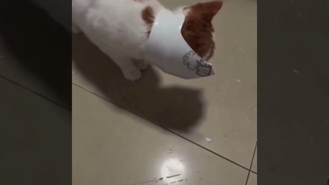 Кошка пытается помочь хозяйке выяснить, кто разбил вазу