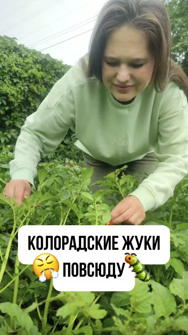 КОЛОРАДСКИЕ ЖУКИ ПОВСЮДУ