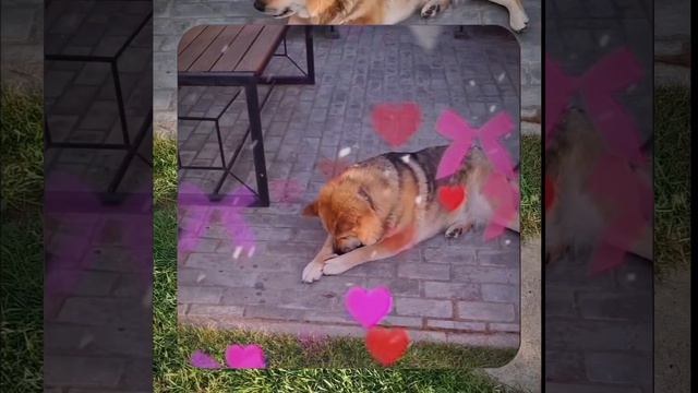 1000067808.mp4 Собака слушает о технологии укладки лфанеры на пол на кухне в гос. в доме А-фрейм