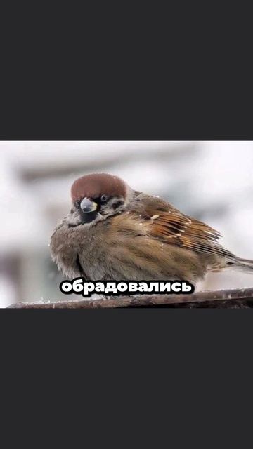 про Воробьёв