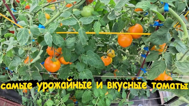 "Самые урожайные и вкусные томаты."#сад#огород#дача