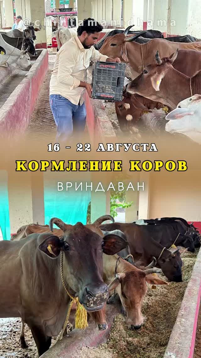 16 - 22 августа. Видеоотчет о кормлении коров