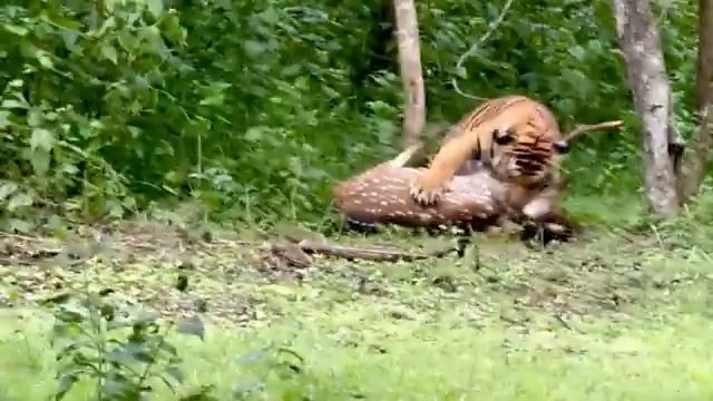 Случаи с Животными 1 на Миллион, Снятые на Камеру