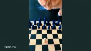 Самые смешные видео про кошек 😹😹😹  FUNNY CATS 🤣😹🤣