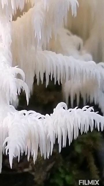 Флора и фауна