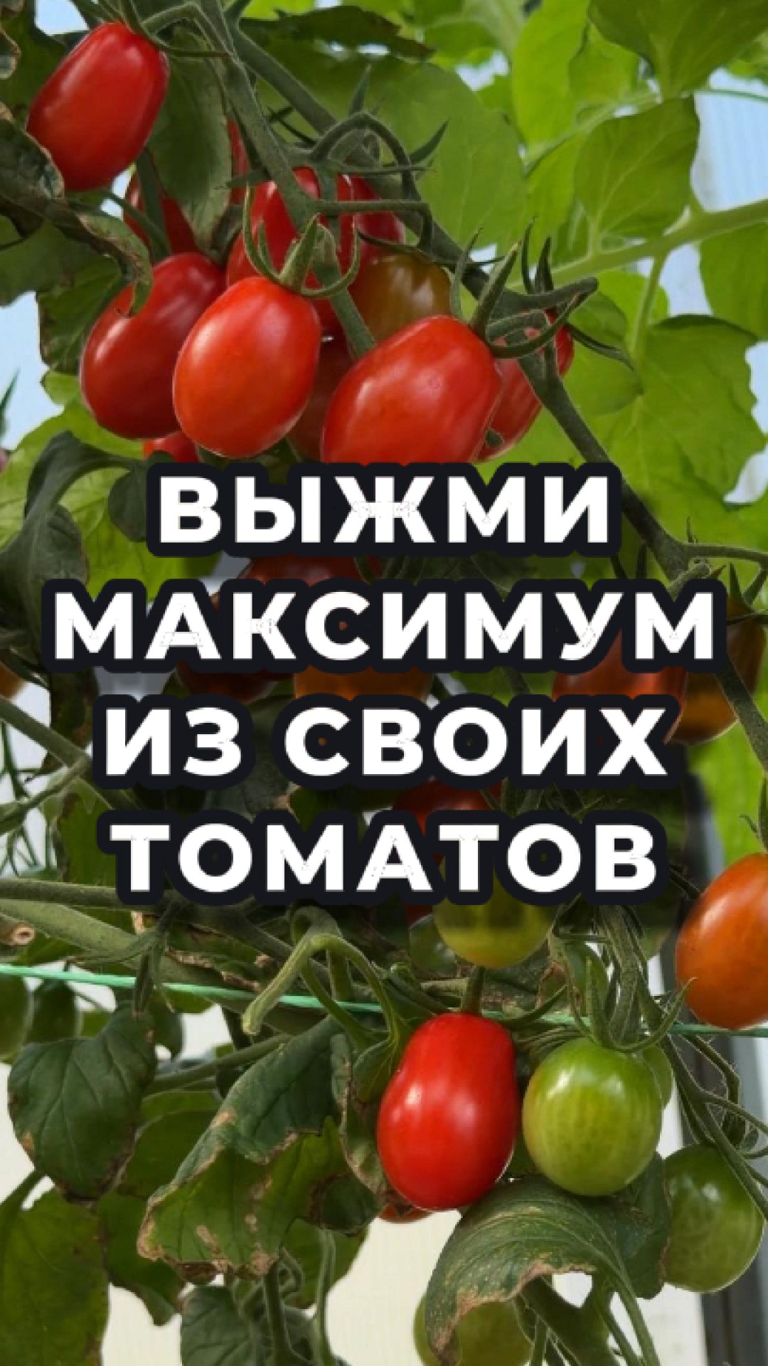 🍅 3 ШАГА К МОЩНОМУ УРОЖАЮ ТОМАТОВ!