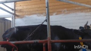 доение коровы 🐮 и поение телёнка.