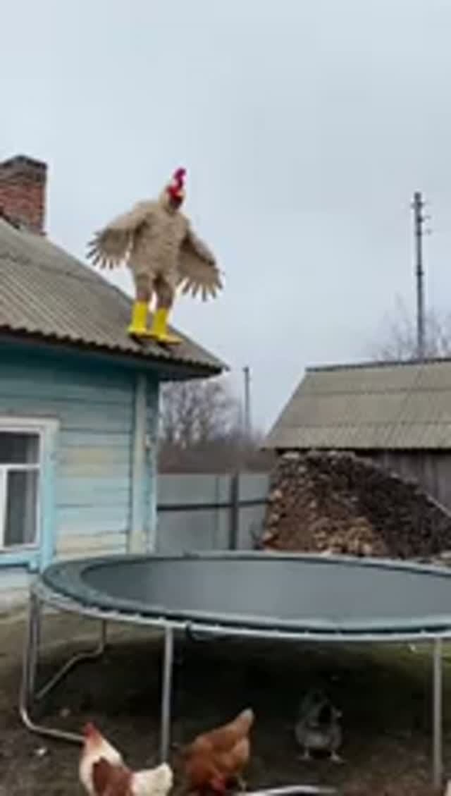 Доказательства того, что куры на самом деле сумасшедшие