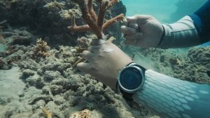 Как делают новые коралловые рифы. Морская черепаха