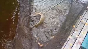 Зарыбление осетром нижнего водоёма 100 кг. Клёвое место, Лосиный остров.