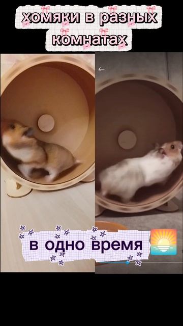 хомяки в разных комнатах 
в одно время 🌅🌸🐚