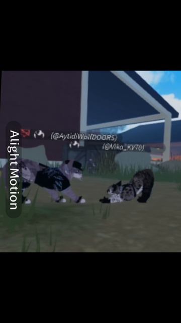 Коты воители WCUE. Коллаб с AytidiWolf(DOORS) (описание)