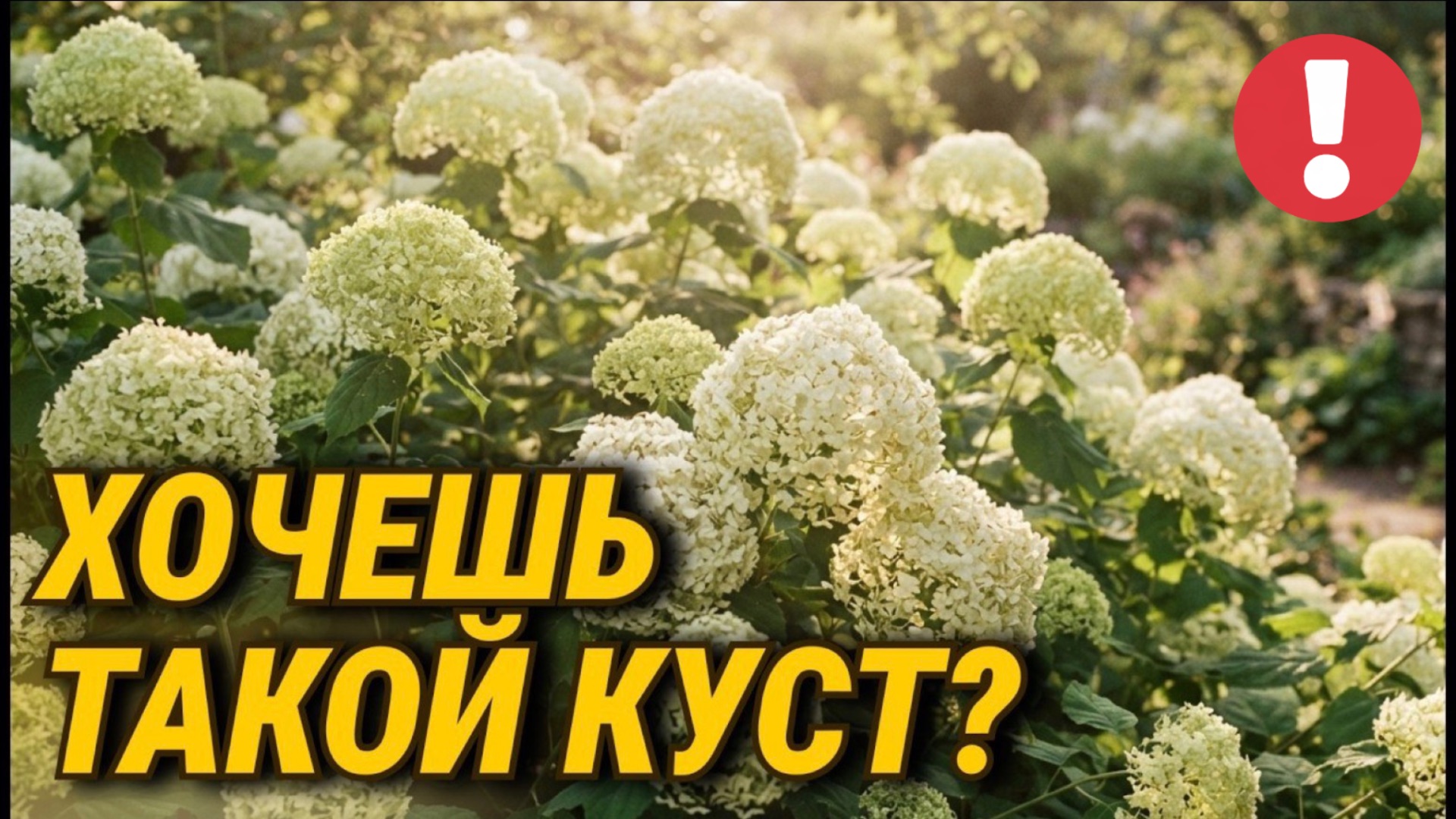 Гортензия НЕ ЦВЕТЁТ? 7 главных причин и как исправить