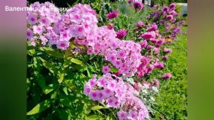 Благотатный месяц август и Цветы и Плоды и Тепло. Собираю томаты и любуюсь цветами