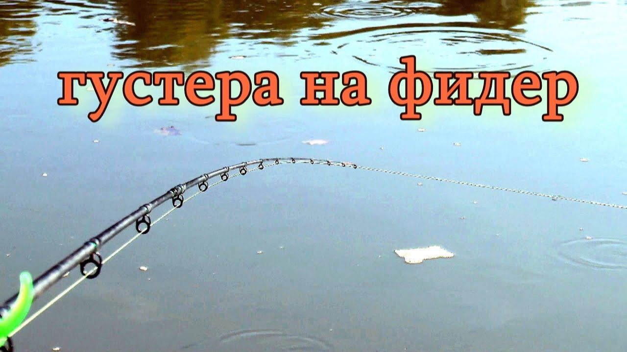 Такого клева густеры я еще не видел. Ловля густеры на фидер. Рыбалка на фидер в реке с течением