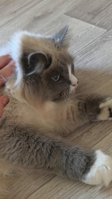 Кот меня ненавидит😭