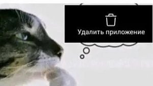 пелезалив видео котяры чг